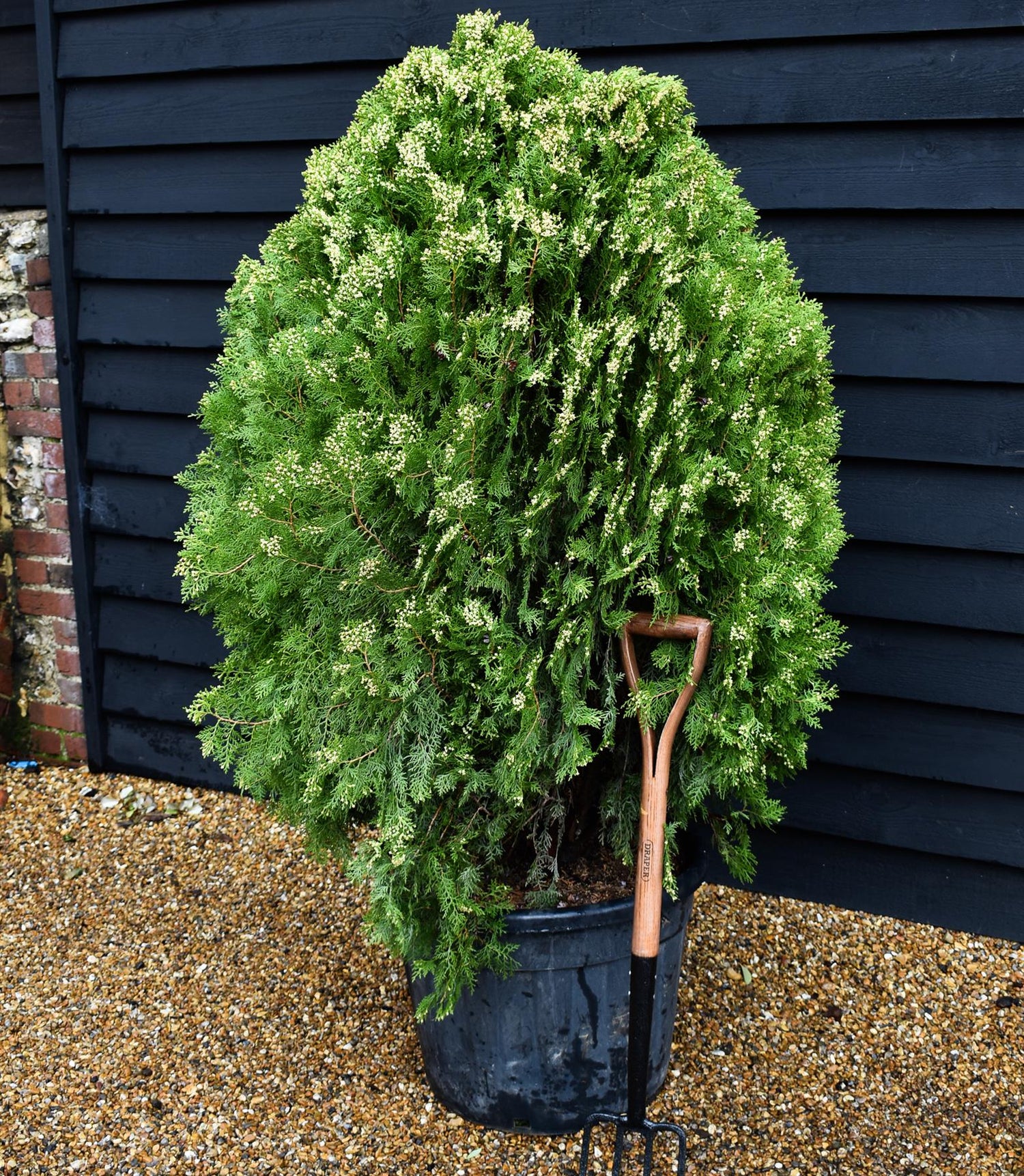 Thuja orientalis 'Aurea Nana' - Big and Bushy - Height 120-150cm - 55lt