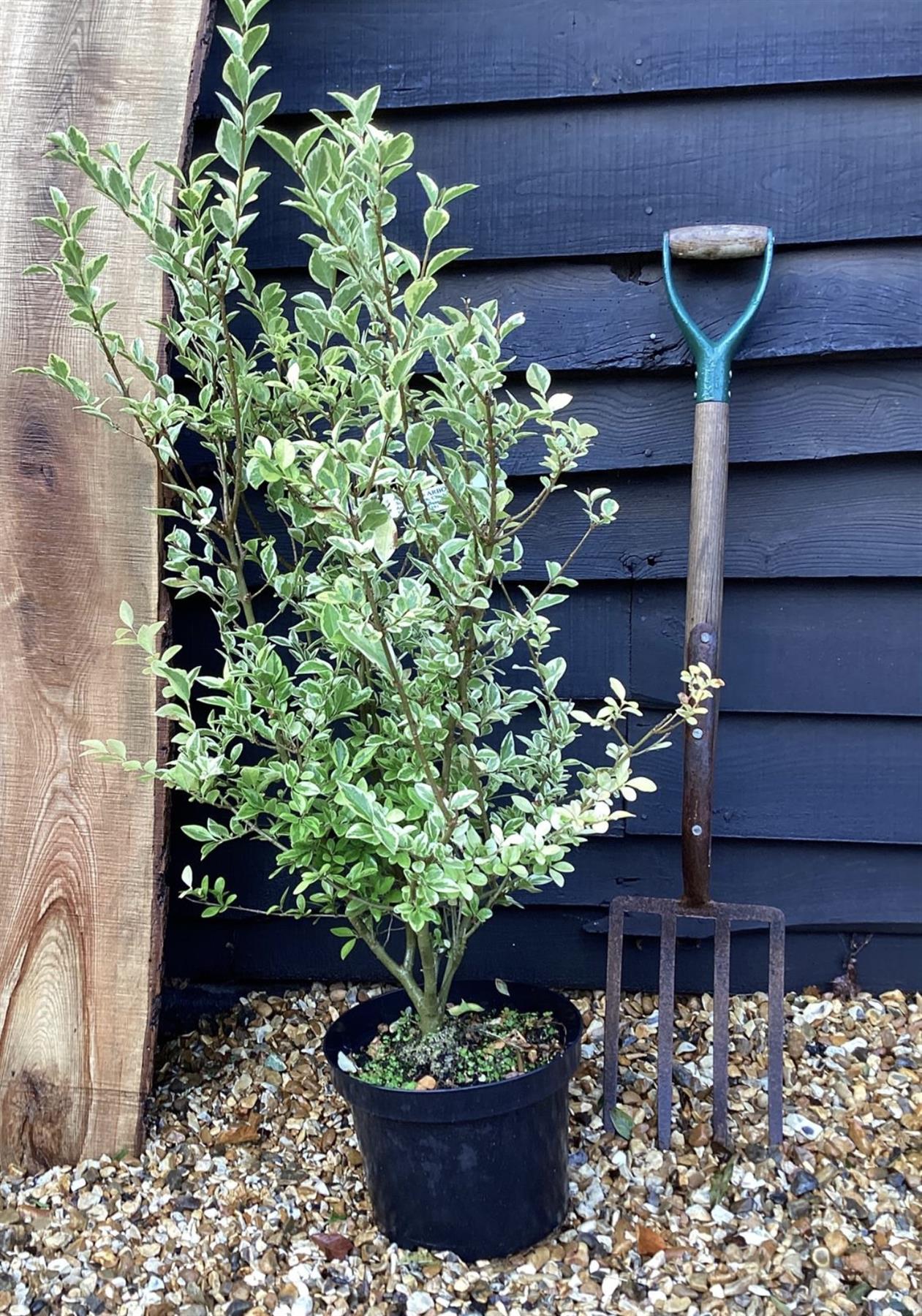 Ligustrum ovalifolium 'Aureum' | Golden Privet - 80-100cm - 20lt