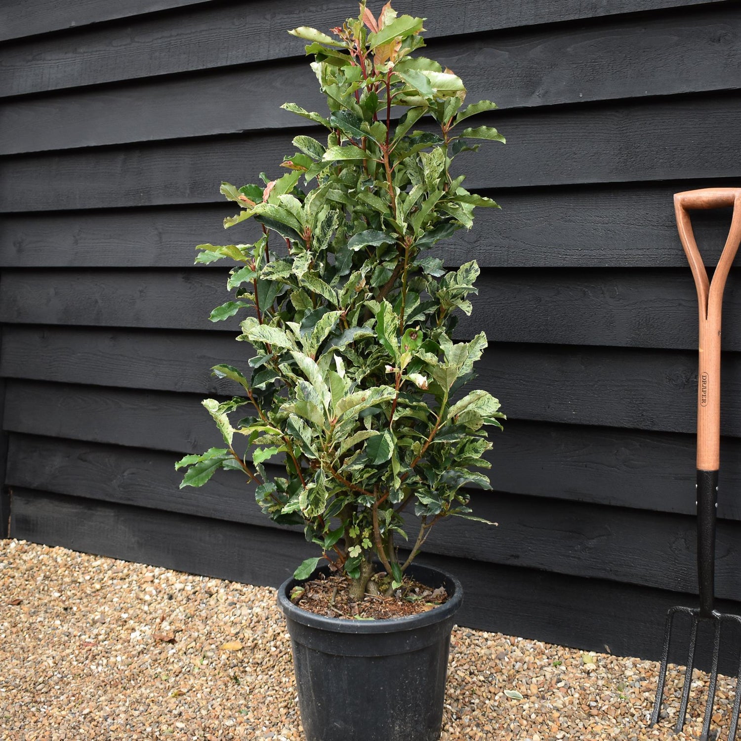 Photinia serratifolia - Pink Crispy - Bush - Shrub - Hedging - Height 130-140cm - 18lt