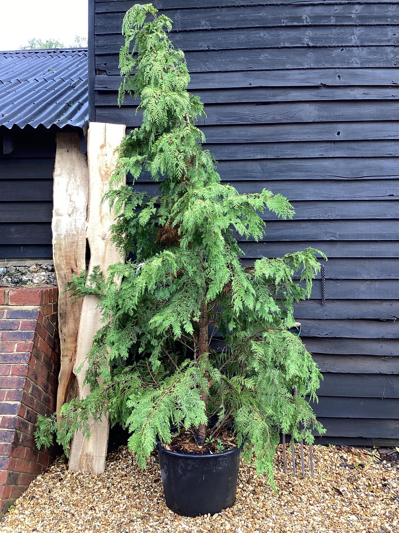 Chamaecyparis lawsoniana 'Stardust' - 300/350cm, 60lt