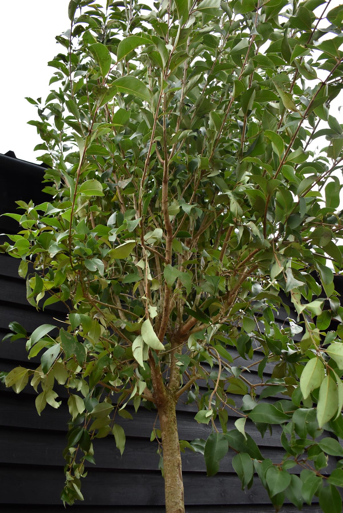 Ligustrum japonicum Standard | Japanese Privet Tree - Clear Stem 180cm - Girth 18-20cms - Height 380-400cm - 90lt