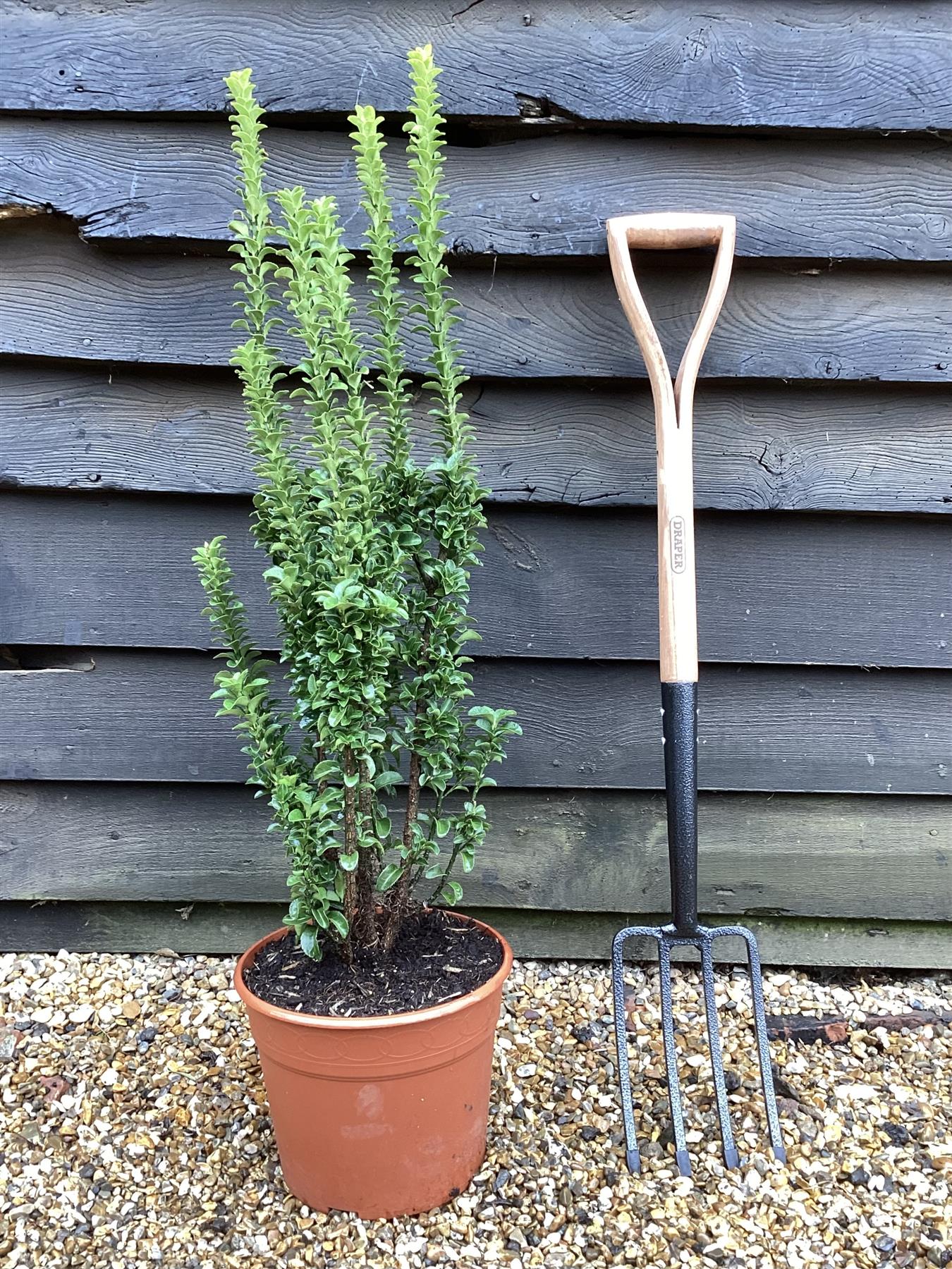 Euonymus japonicus 'Benkomasaki' | Japanese spindle - Height 50-80cm - 15lt