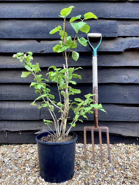 Lilac 'Katherine Havemeyer' | Syringa vulgaris - 80cm - 12lt