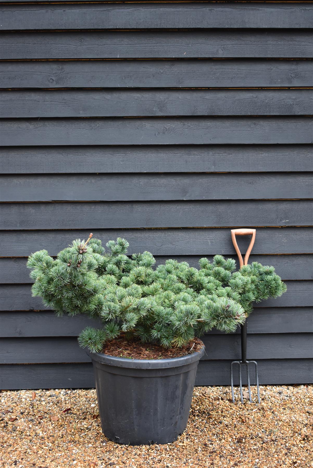 Pinus parviflora 'Fuku-Zu-Mi' | Fukuzumi White Pine - Height 60cm - Width 140cm - 80lt