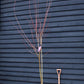 Acer Rubrum Redpointe Maple | Redpointe Red Maple 1/2 std Clear Stem - 270-300cm - 30lt