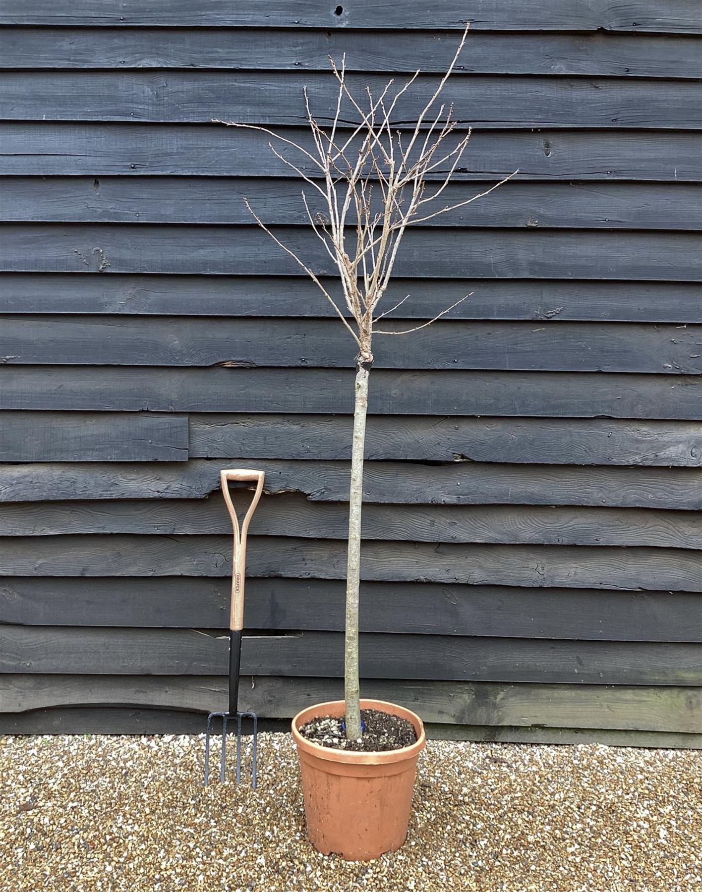 Prunus 'Accolade' | Cherry 'Accolade' - Girth 10-12cm - Half Standard - 190-210cm - Clear Stem - 25lt