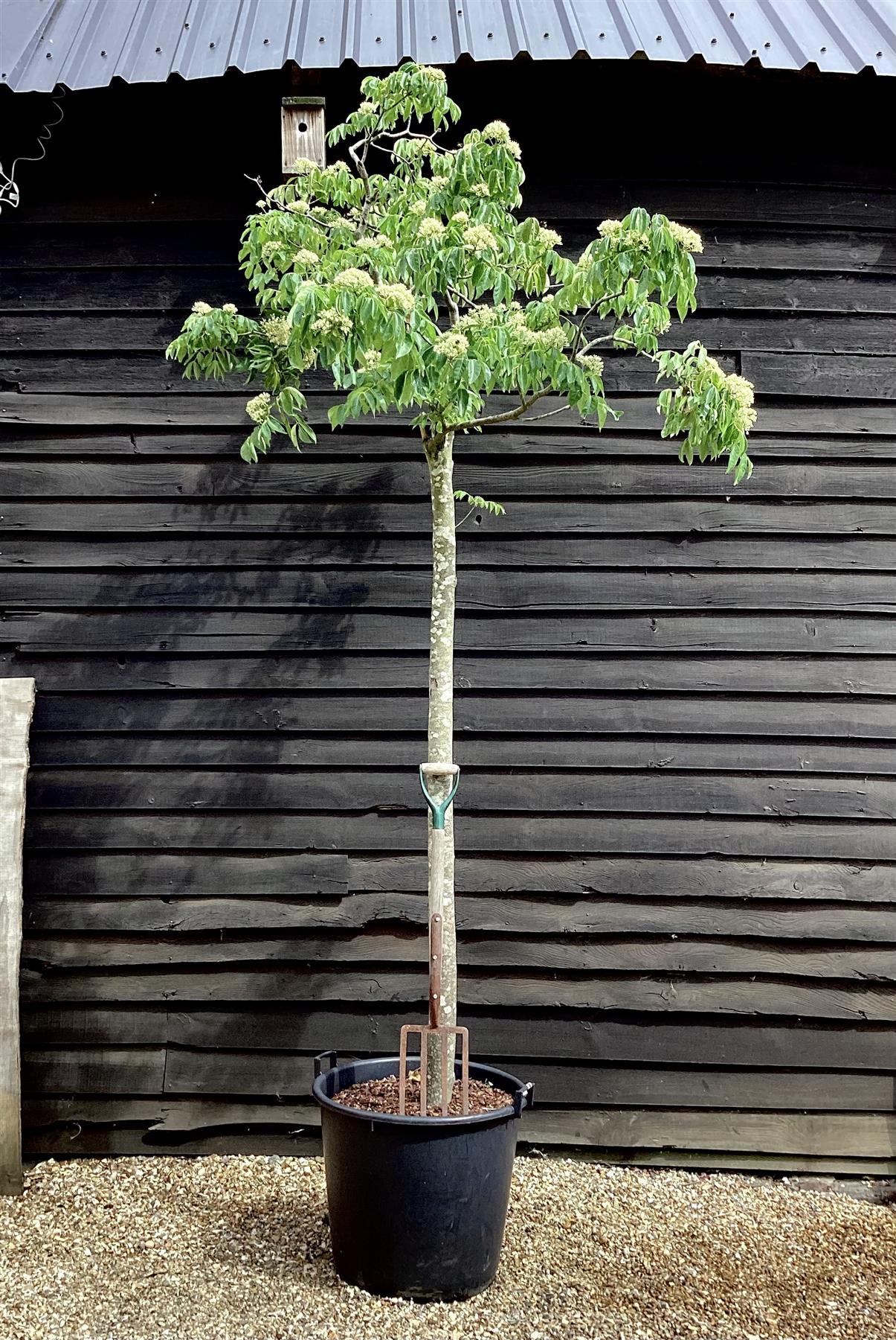 Halesia carolina | Carolina Silverbell - 200-300cm, 125lt