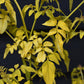 Jasminum officinale 'Fiona Sunrise' - 10lt