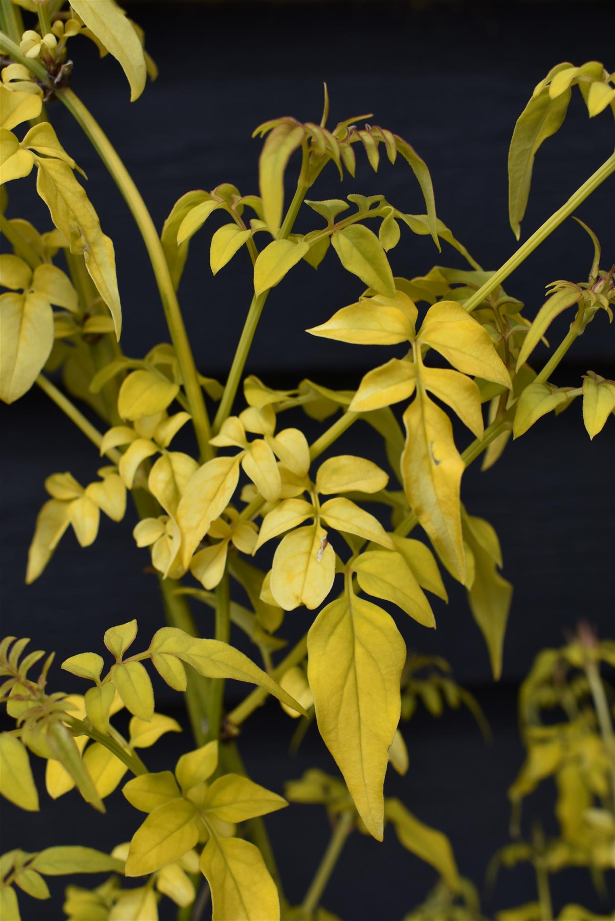 Jasminum officinale 'Fiona Sunrise' - 10lt