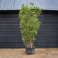 Arbutus Unedo | Strawberry Tree - Multistem - Height 330-350cm - 230lt