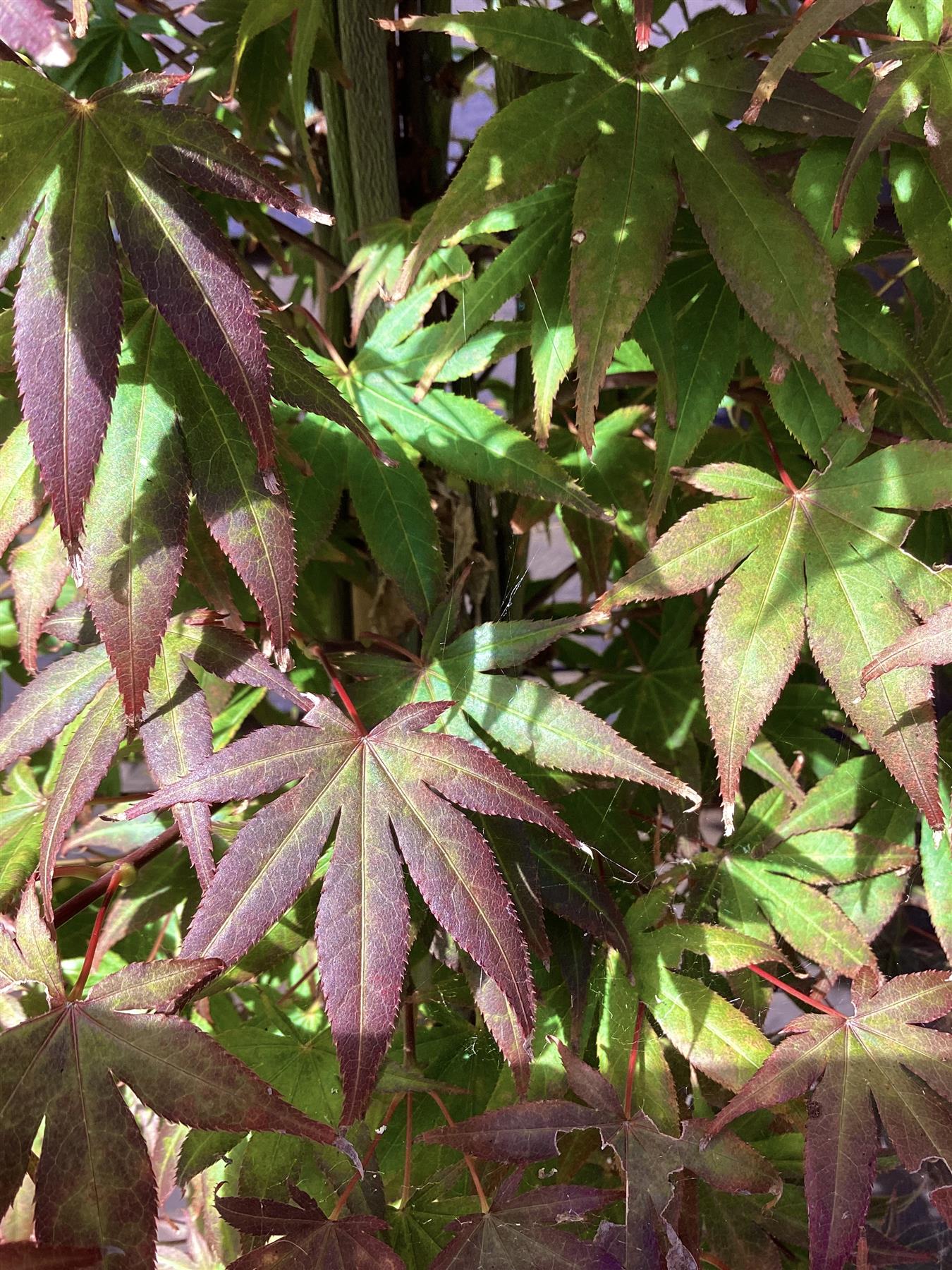 Acer palmatum 'Atropurpureum' | Red Leaf Japanese maple - Narrow - 160-180cm - 20lt