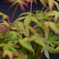 Acer palmatum 'Katsura' | Katsura Japanese Maple - Bushy - 20-40cm - 3lt