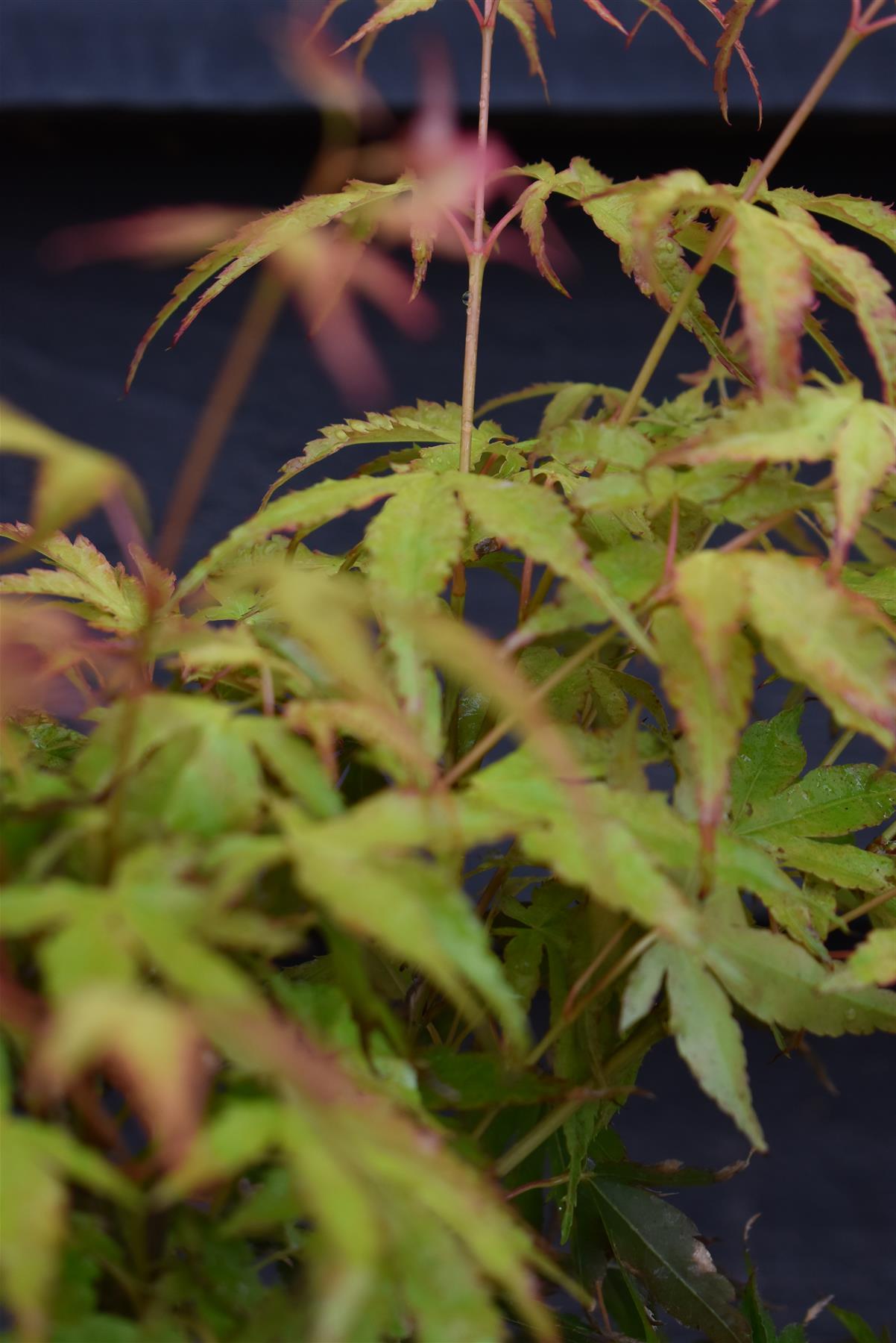 Acer palmatum 'Katsura' | Katsura Japanese Maple - Bushy - 20-40cm - 3lt