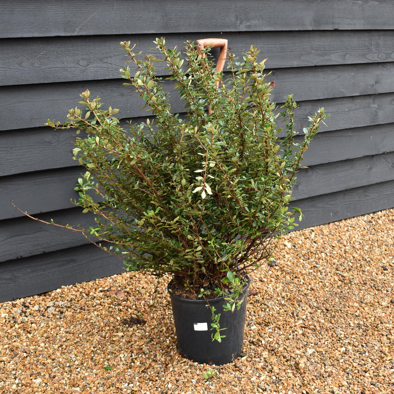 Escallonia rubra 'Macrantha' - Height 70-80cm Width 60-70cm - 10lt