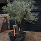 Olive Tree |  Olea Europea - Specimen - Leaning Triple branched Gnarly - Trunk height 80cm - Height 180-200cm - Girth 140cm - 240lt