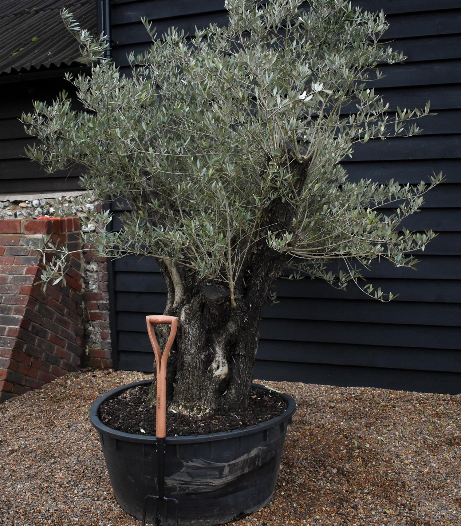 Olive Tree |  Olea Europea - Specimen - Leaning Triple branched Gnarly - Trunk height 80cm - Height 180-200cm - Girth 140cm - 240lt