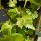 Vitis Vinifera Gnarled Grape Vine - Cane - 190-200cm, 5lt