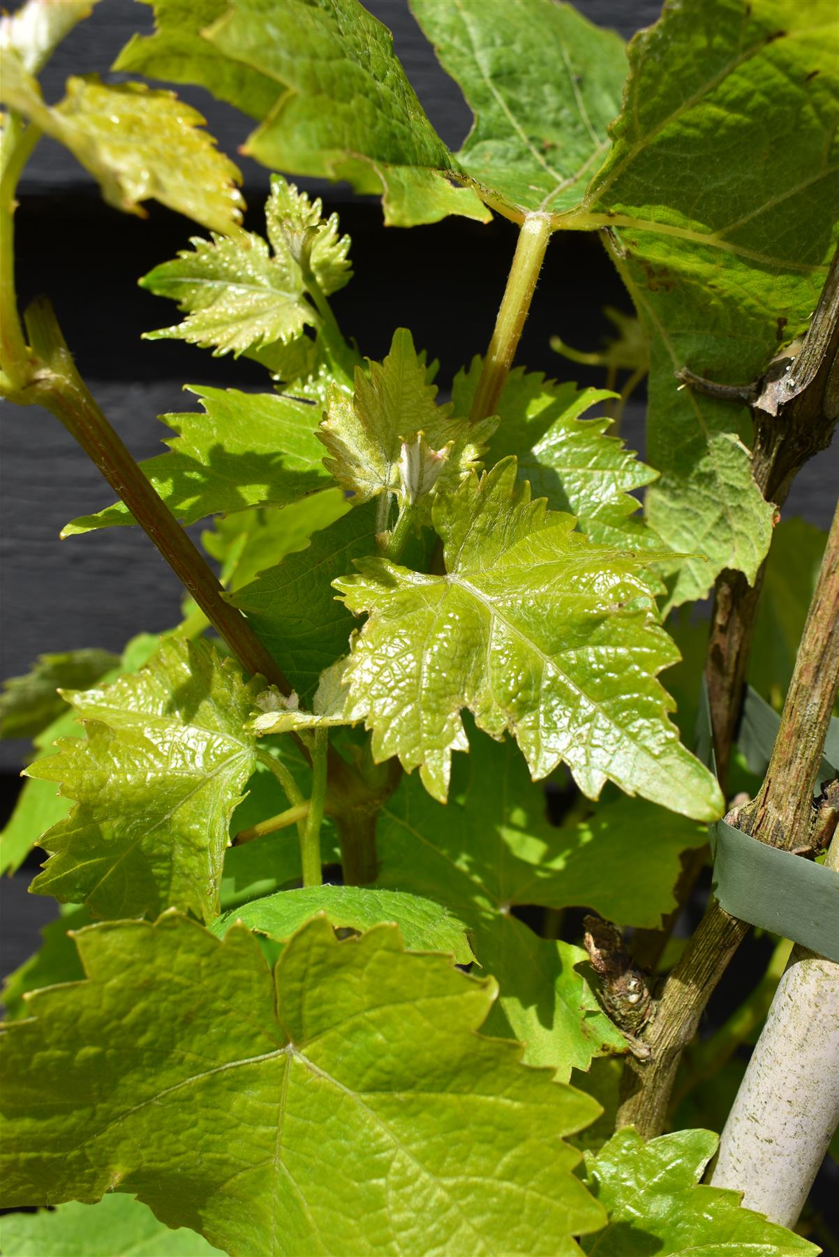 Vitis Vinifera Gnarled Grape Vine - Cane - 190-200cm, 5lt