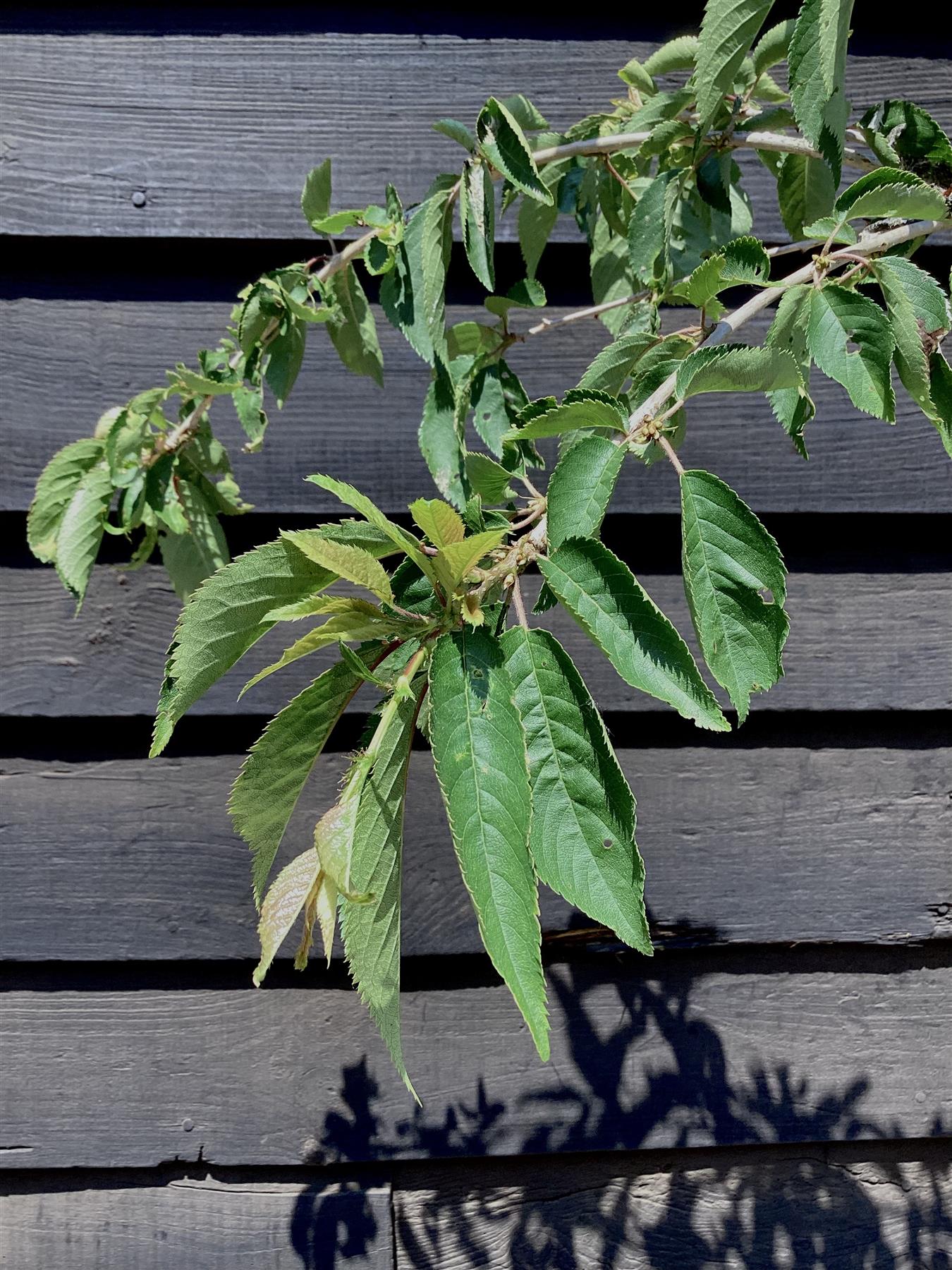 Prunus 'Snow Showers' | Weeping Cherry ‘Snow Showers’ - 170-200cm, 10lt