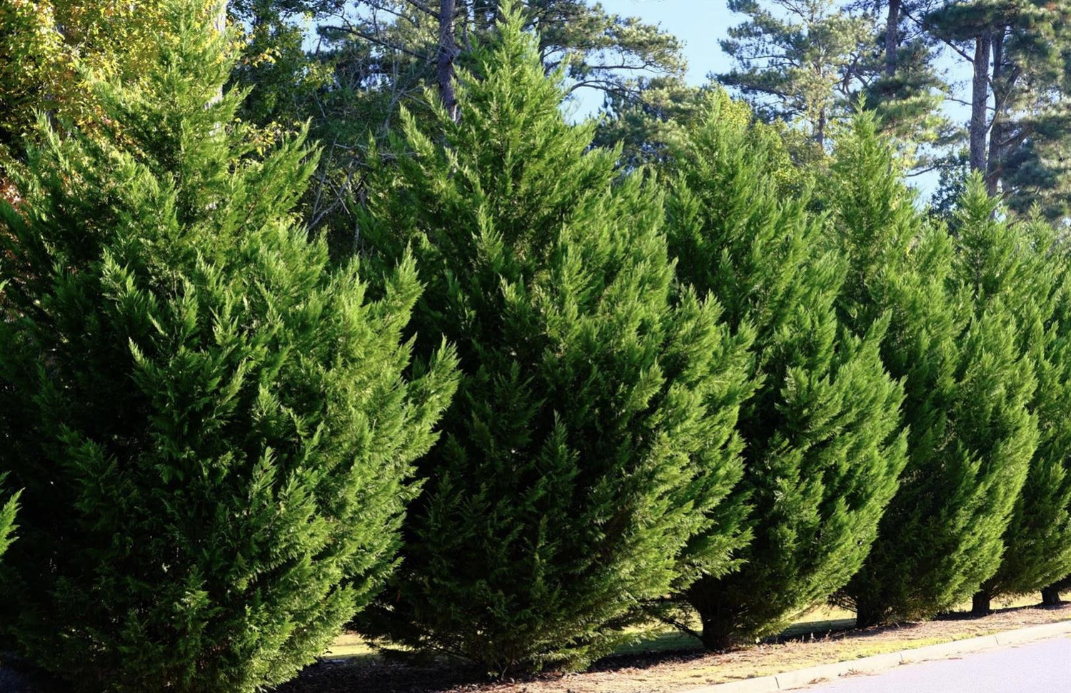 Cupressocyparis x leylandii | Leyland Cypress 2001 - 170-180cm - 30lt