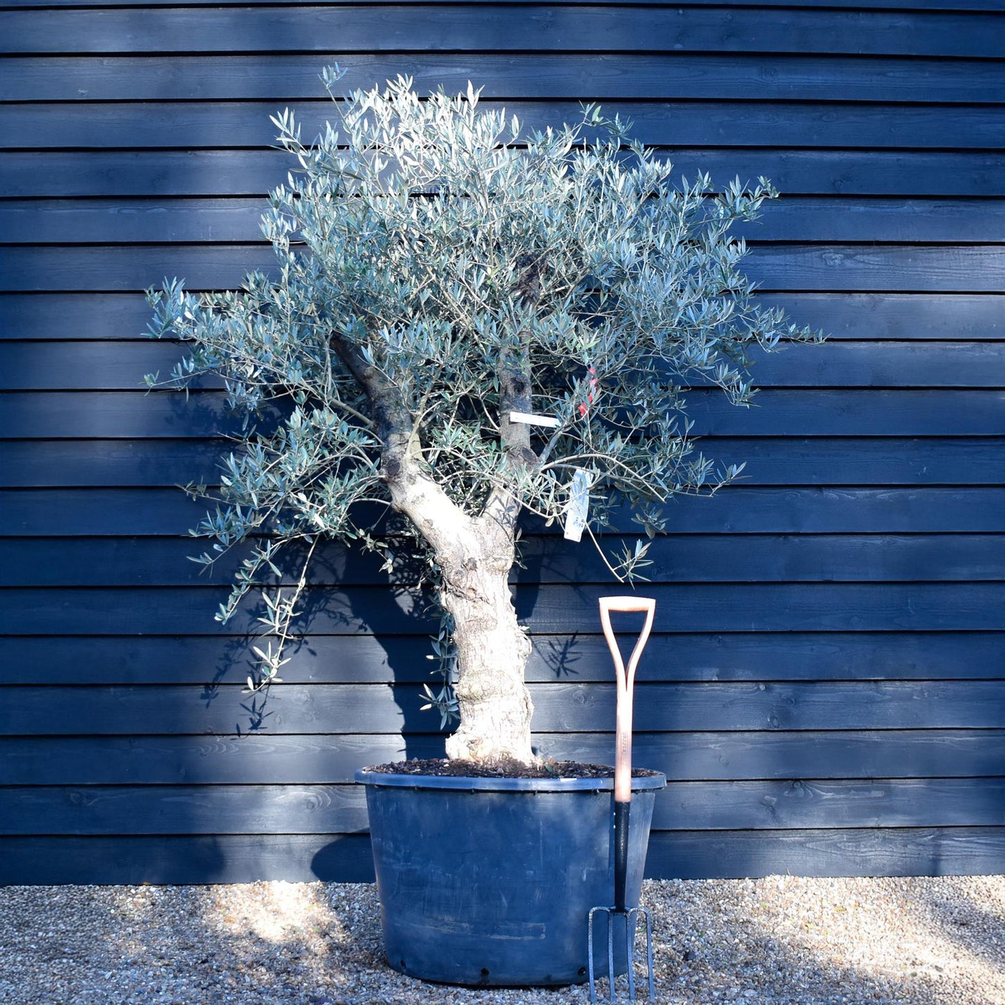 Olive Tree |Olea Europea - Specimen - Straight double branch - Trunk height 80cm - Height 200cm - Girth 56cm - 160lt