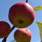 Apple tree 'Scrumptious' | Malus domestica - MM106 - Semi-Dwarfing - 150-160cm - 10lt