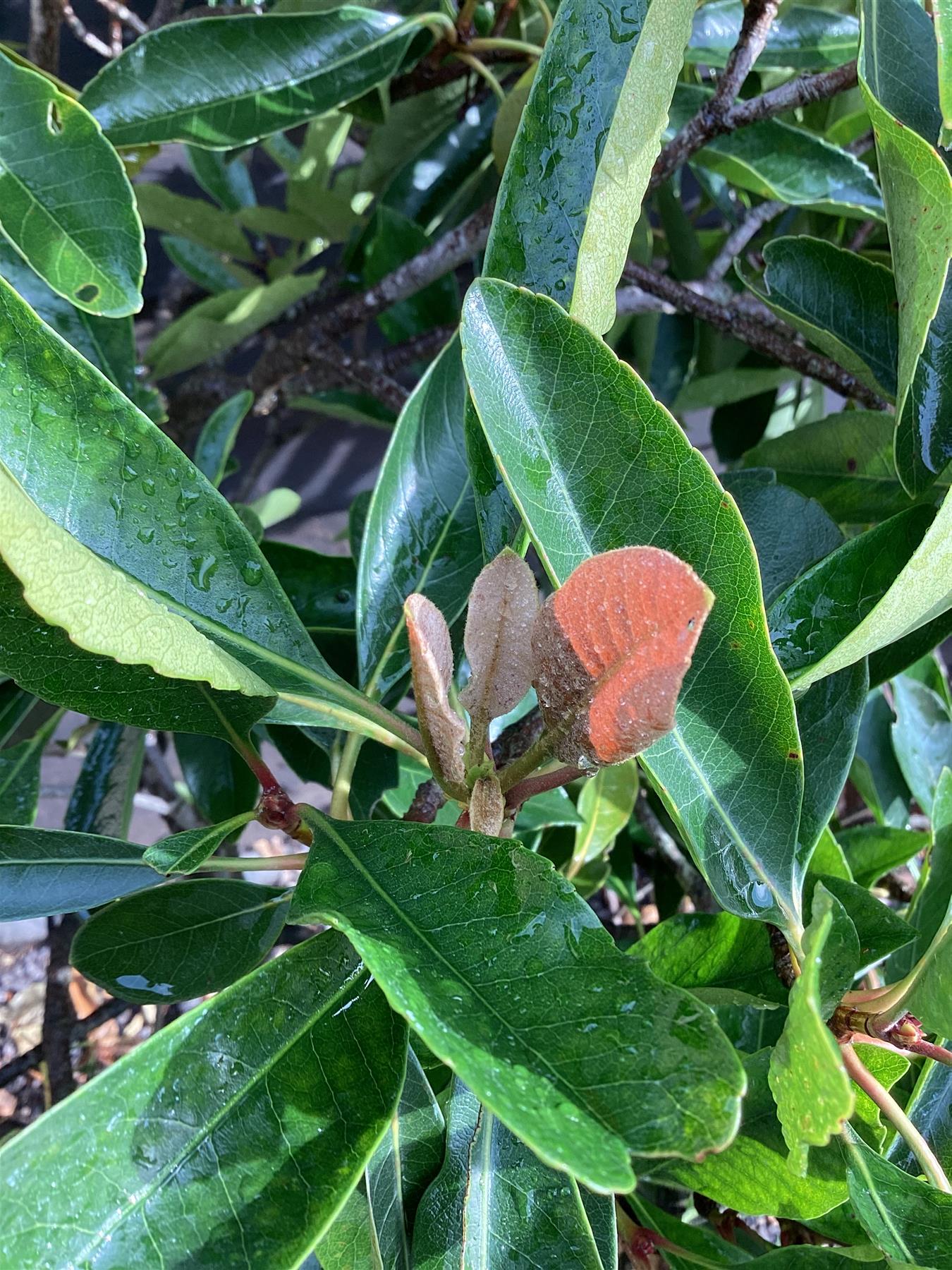 Eriobotrya japonica 'Coppertone' | Coppertone Loquat Tree - 150-200cm, 50lt