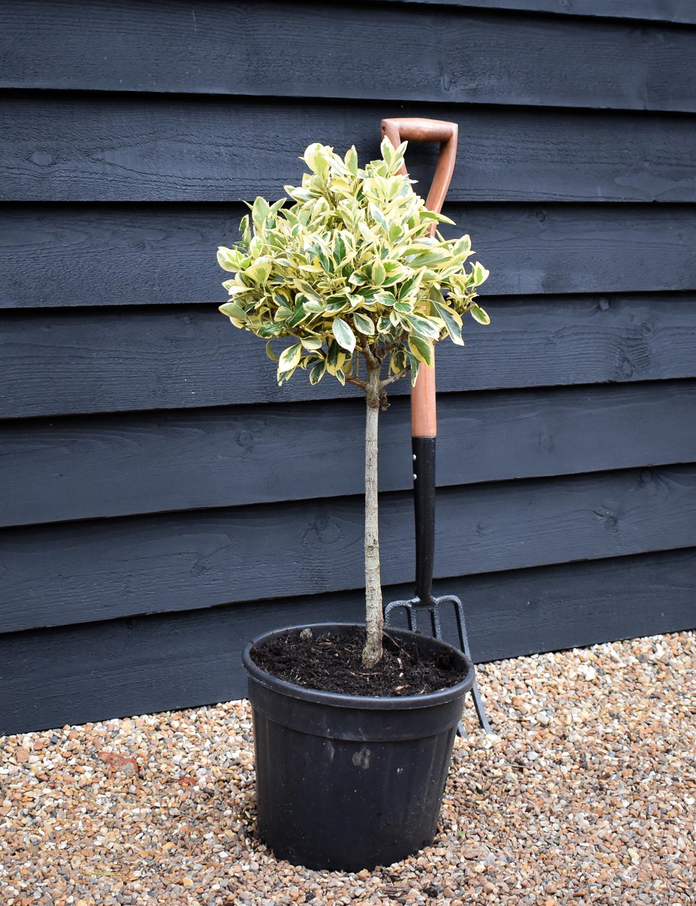 Euonymus japonicus 'Bravo' Quarter Standard | Spindle 'Bravo' - 70cm, 15lt