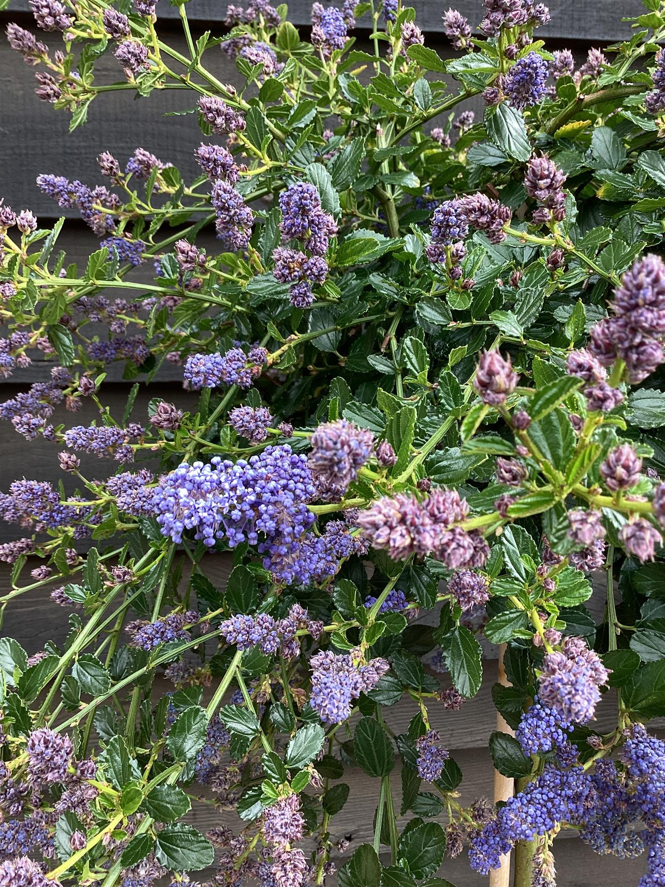 Ceanothus thyrsiflorus var. repens | Creeping blue blossom - Stem - 140-150cm, 12lt