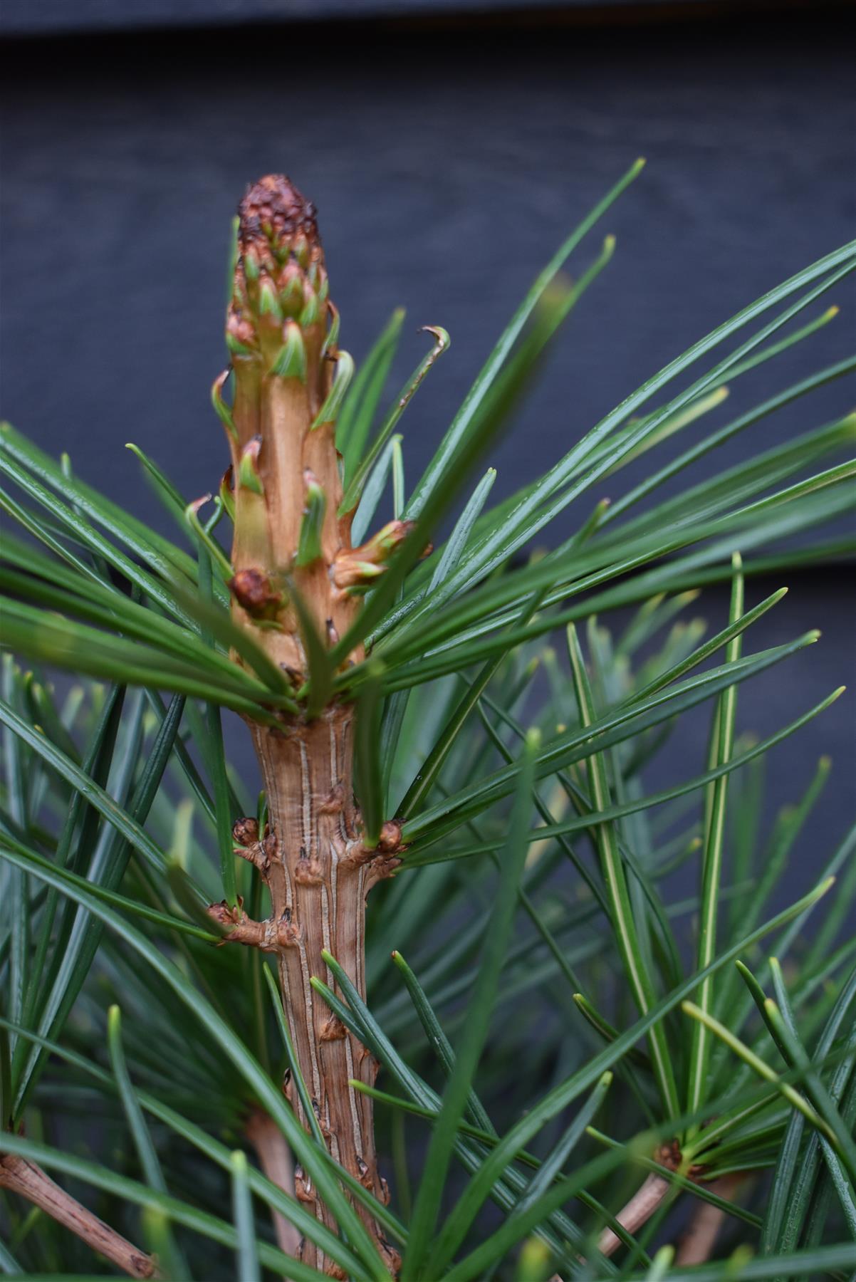 Sciadopitys Verticillata | Japanese umbrella tree - Height 50-70cm - 11lt