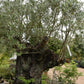 Olive Tree | Olea Europea 1/2 Std - 275-285cm, 500lt