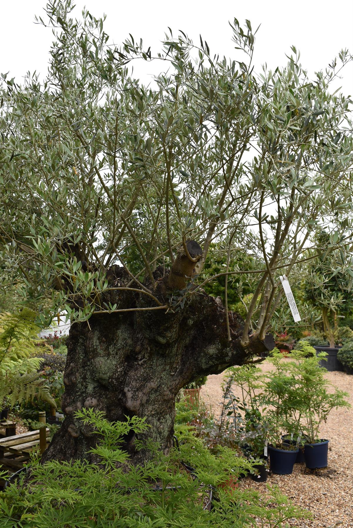 Olive Tree | Olea Europea 1/2 Std - 275-285cm, 500lt