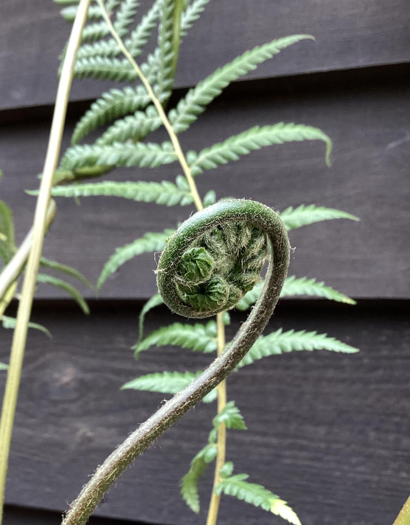 Dicksonia antarctica | Australian tree fern - 70-80cm - 7lt