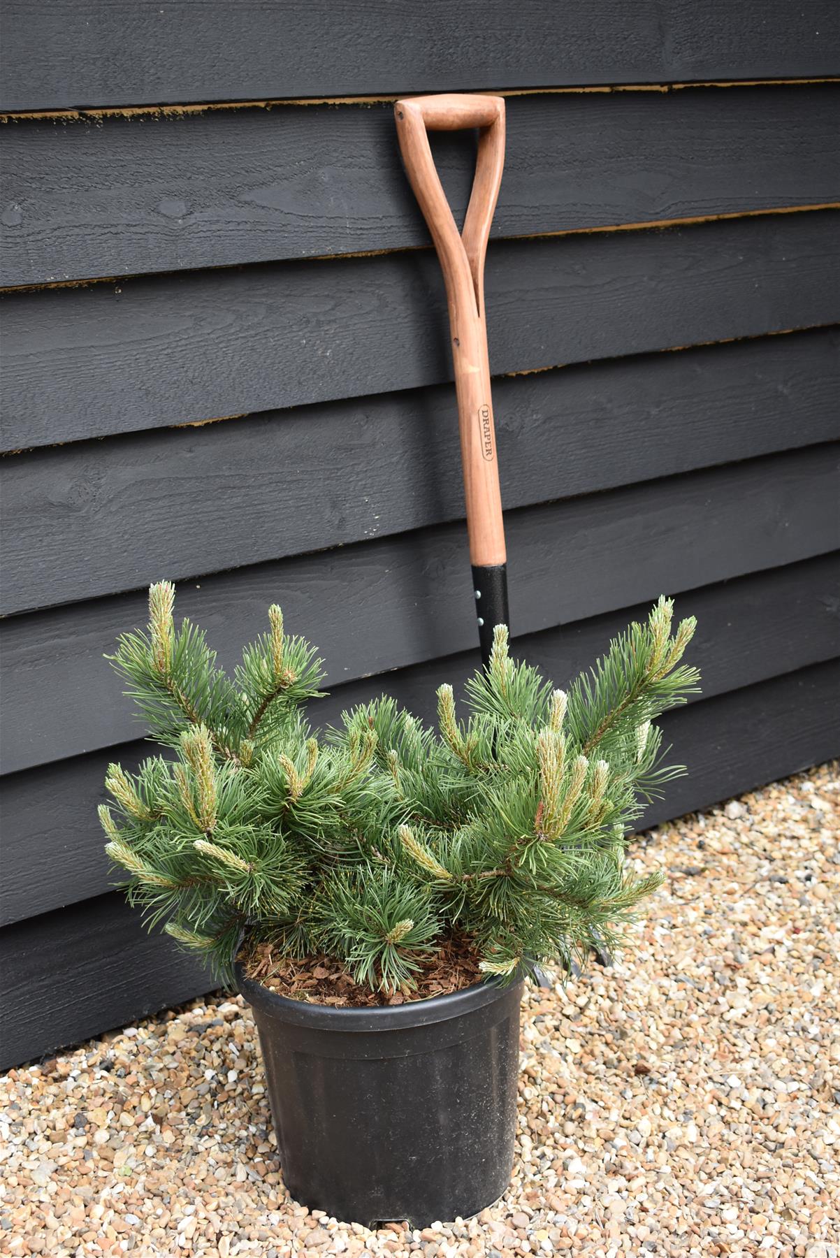 Pinus mugo 'Krauskopf' | Dwarf mountain pine - Height 40-50cm - Width 30cm - 11lt