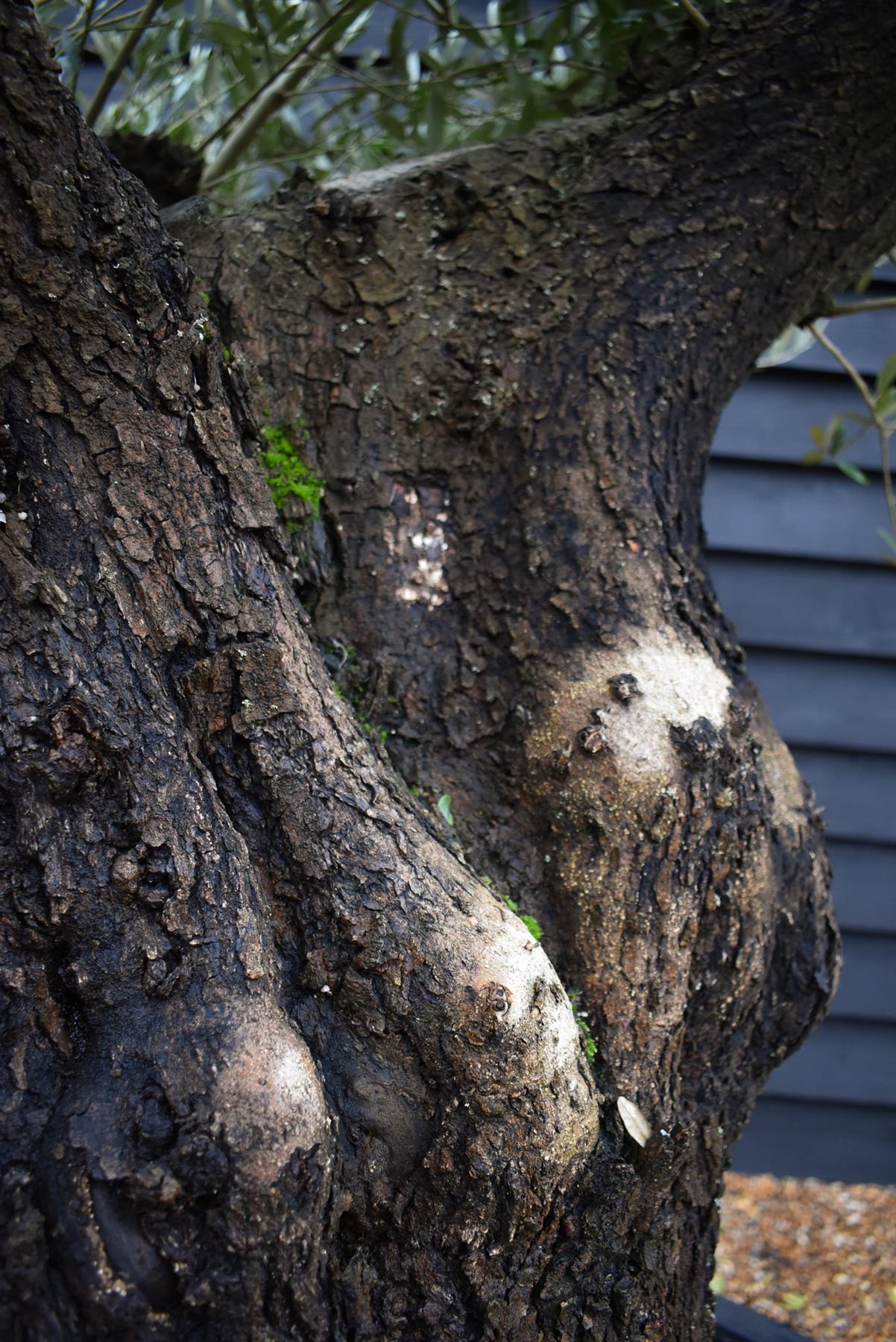 Olive Tree | Olea Europea - Specimen - Leaning double branch gnarly - Trunk height 80cm - Height 170cm - Girth 125cm - 240lt