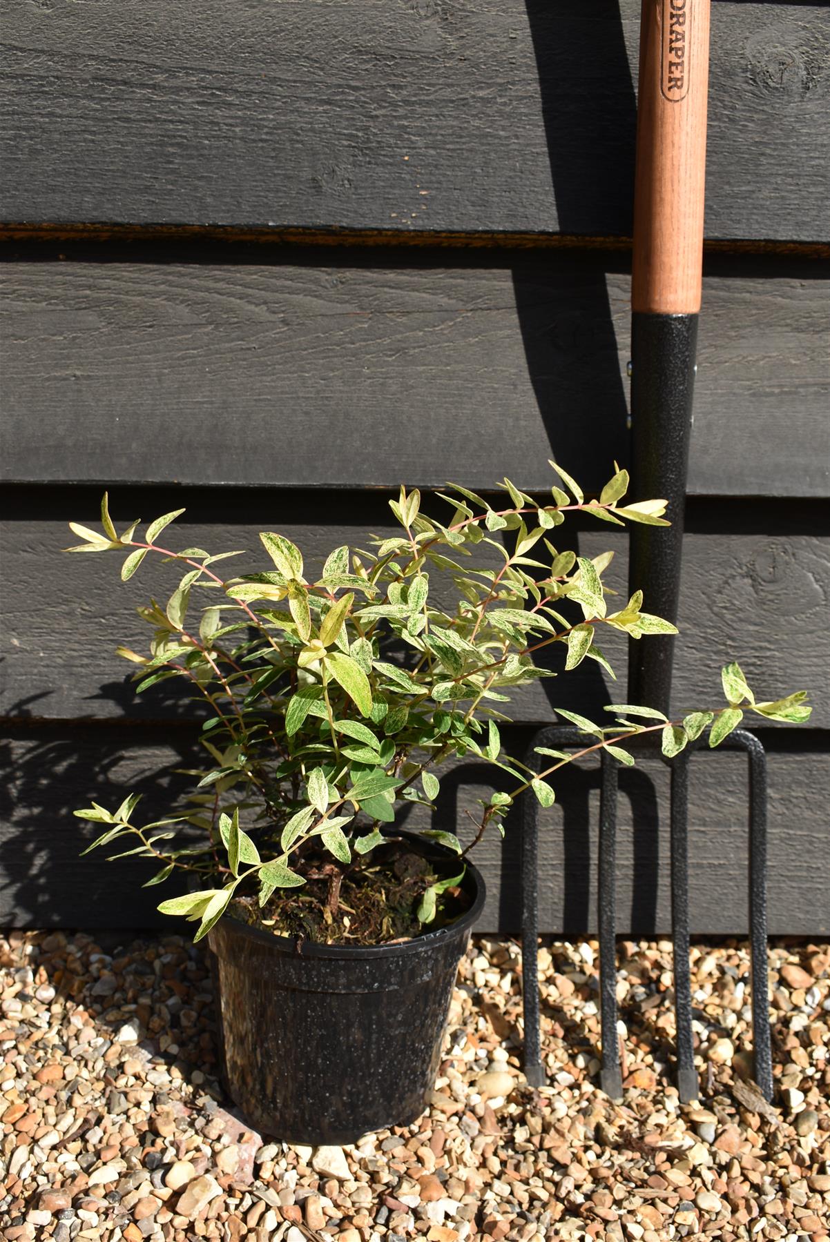 Hypericum Radiance | St John's Wort 'Hidcote' - 25-35cm - 2lt