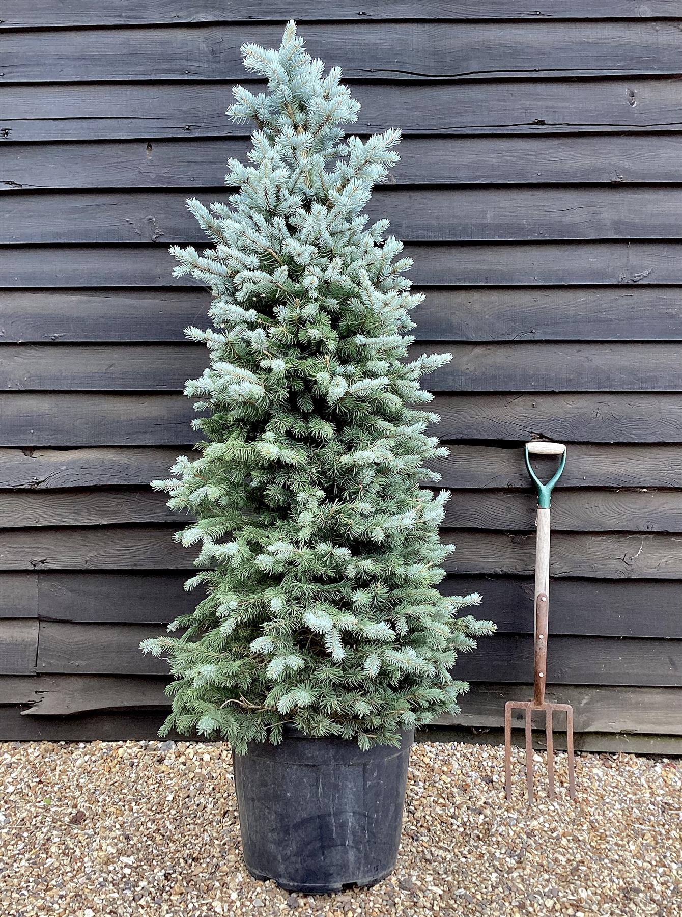 Picea pungens | Colorado Blue Spruce - 170-180cm, 55lt