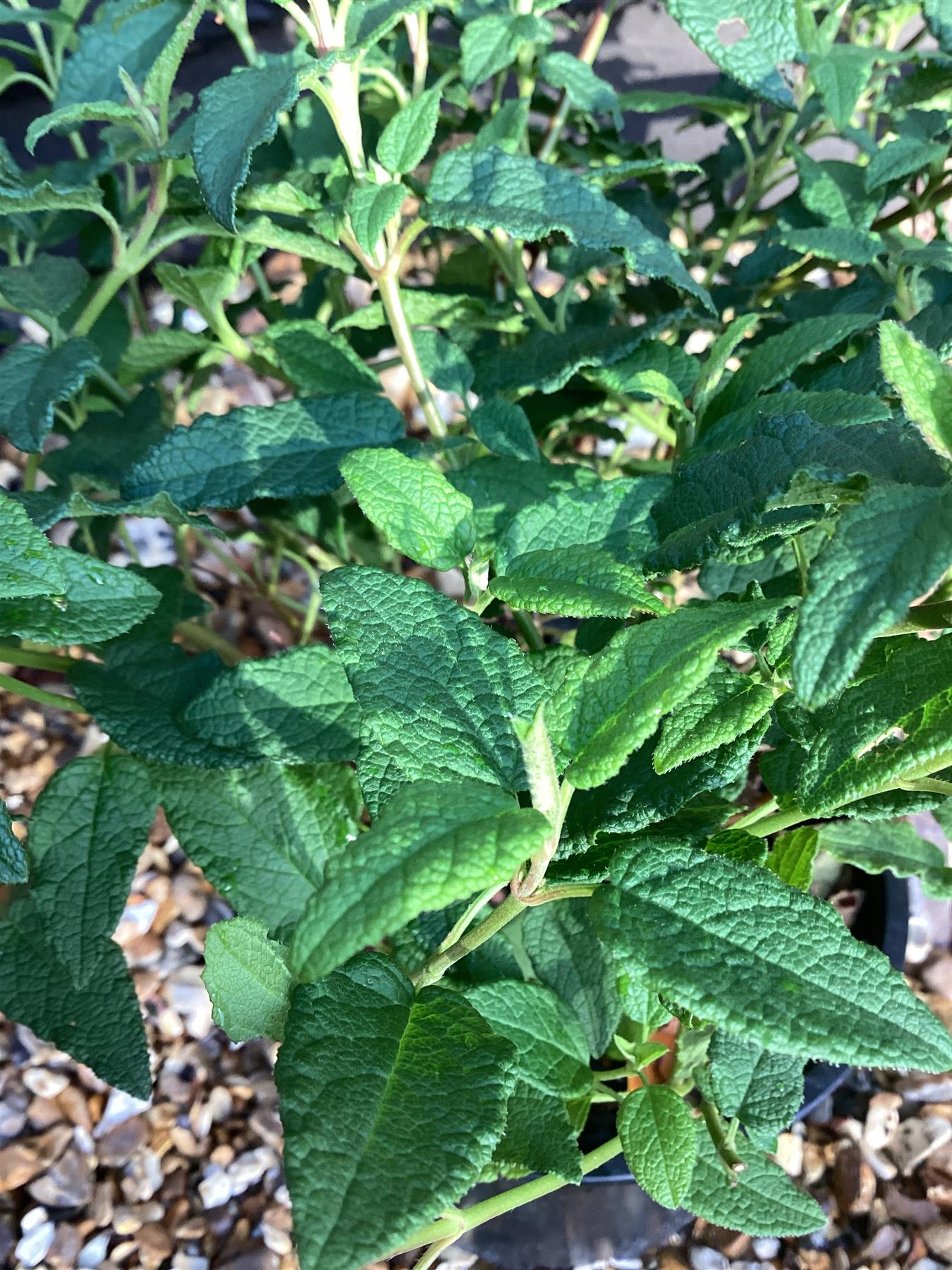 Cistus × hybridus corbariensis | Hybrid Rock Rose - 20-25cm, 2lt