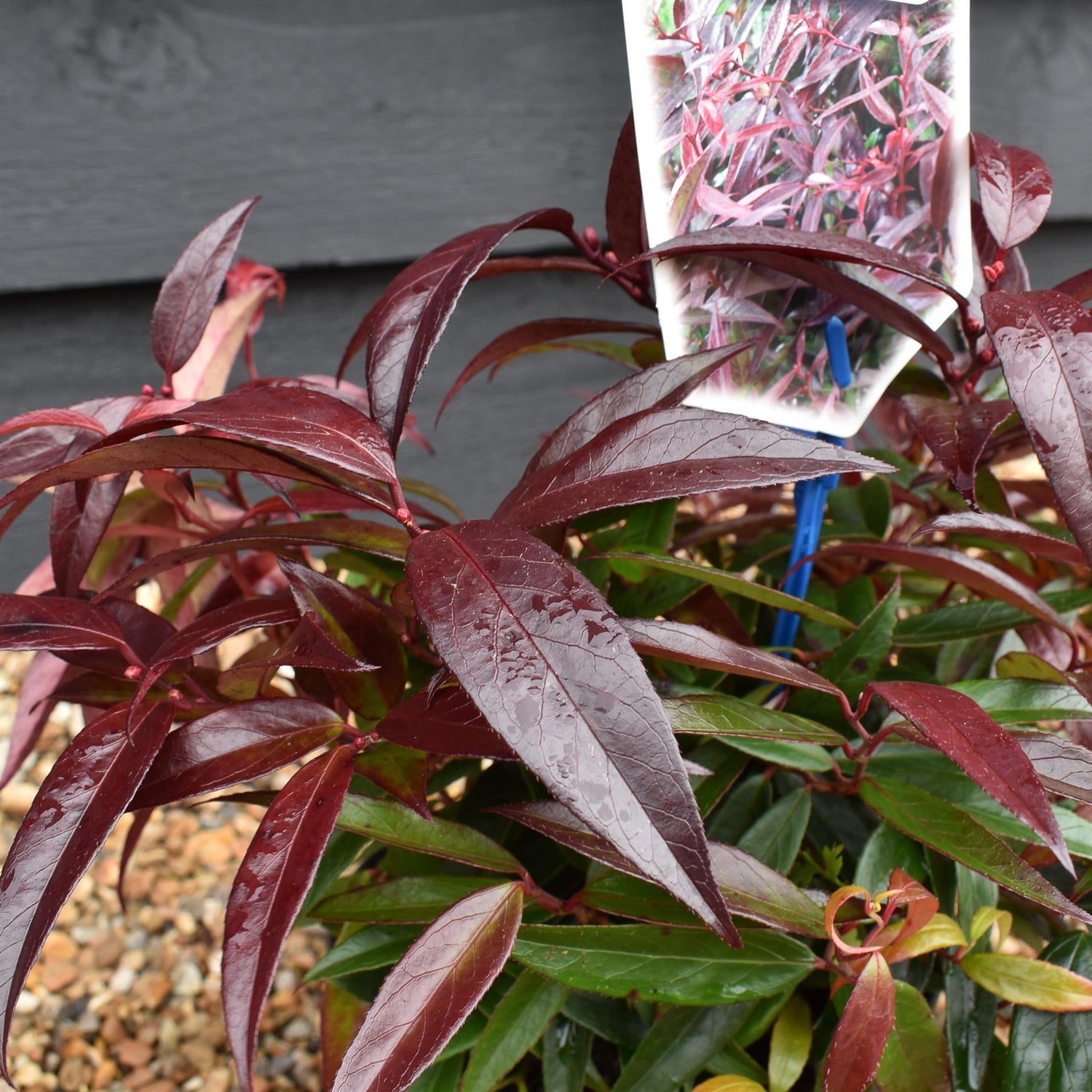 Leucothoe Keiskei 'Burning Love'| Keiskei Dog Hobble - 15-25cm - 2lt