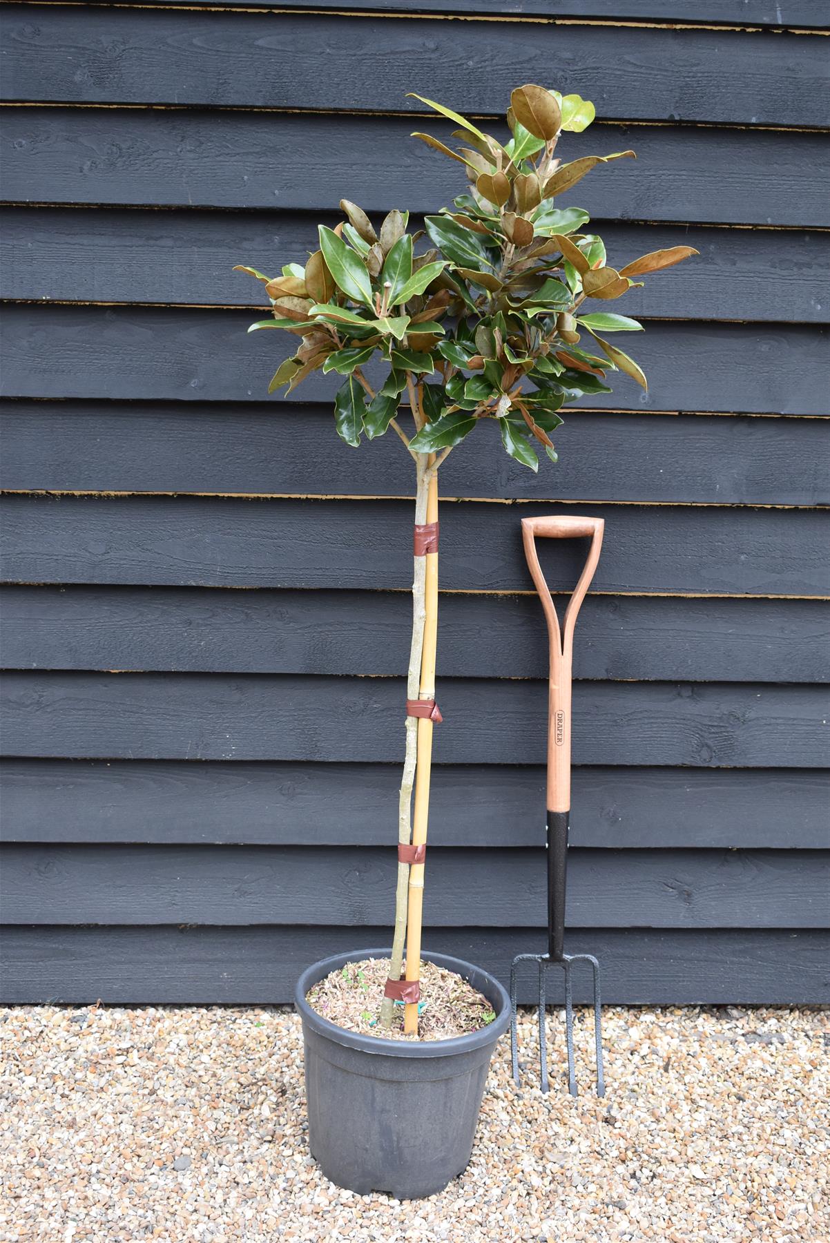 Magnolia grandiflora 'Little Gem'| Southern Magnolia - Clear Stem 90cm - Height 150-160cm - 15lt