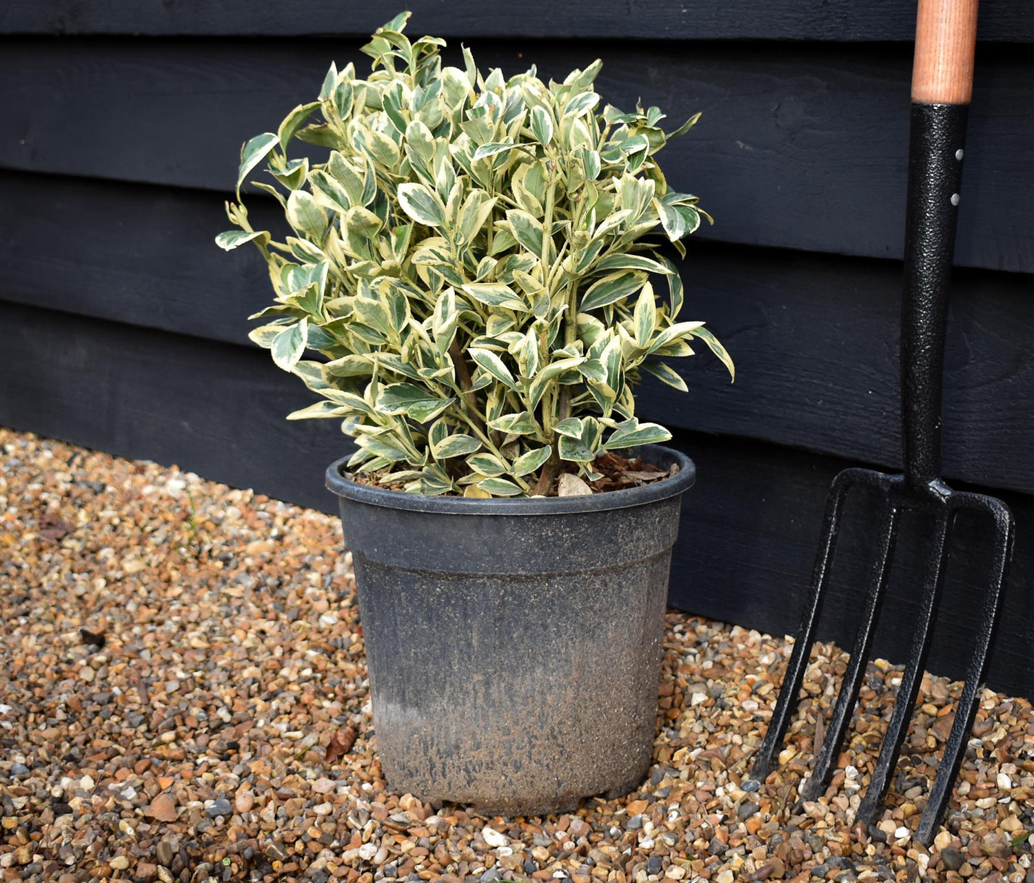 Euonymus japonicus 'Bravo' - 30cm, 9lt