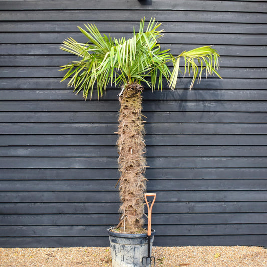 Windmill palm | Trachycarpus fortunei - Stem 170-180cm - Height 240-260cm - 90lt