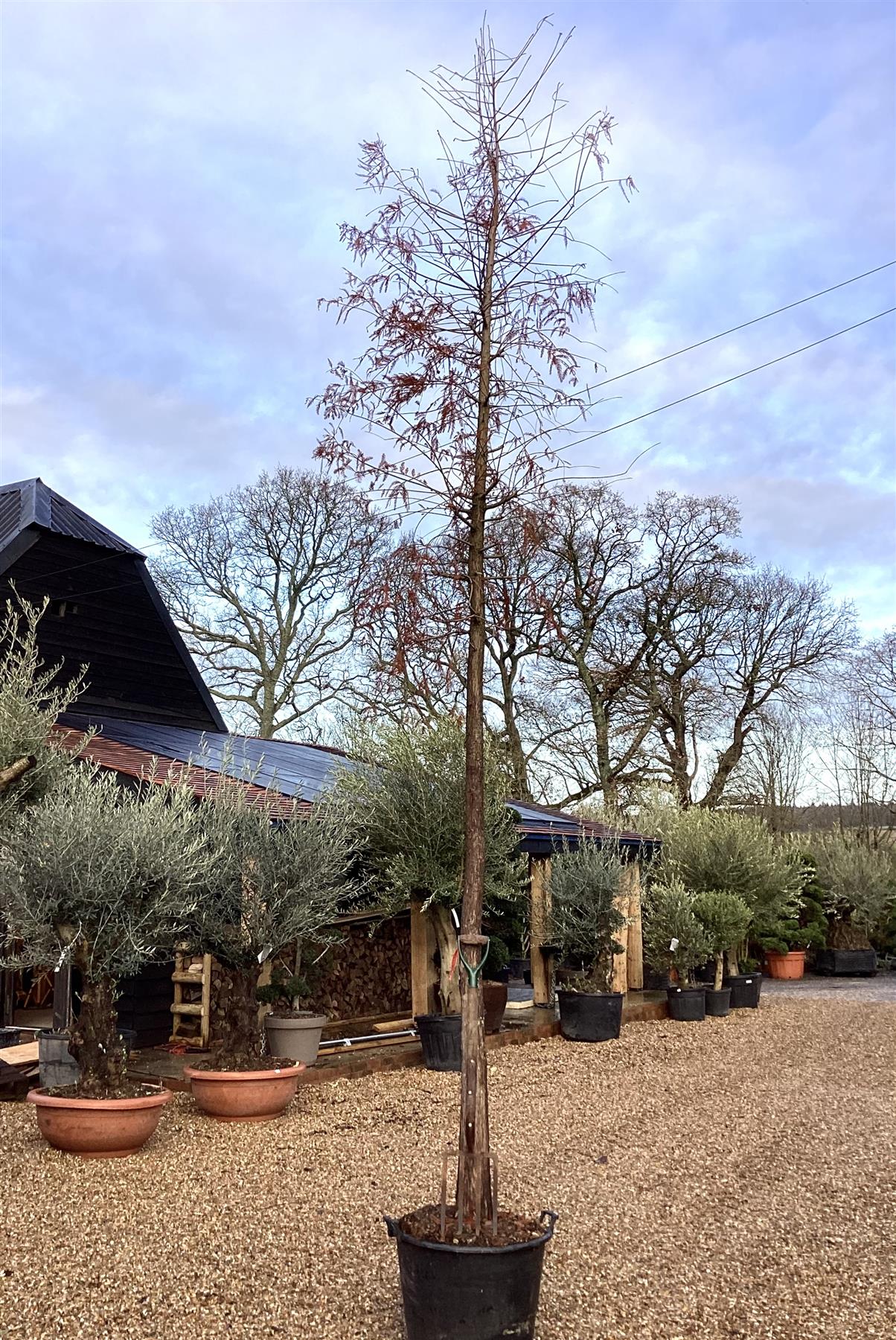 Taxodium distichum | Bald Cypress - Mature Tree - Girth - 25cm - Height 450cm - 110lt