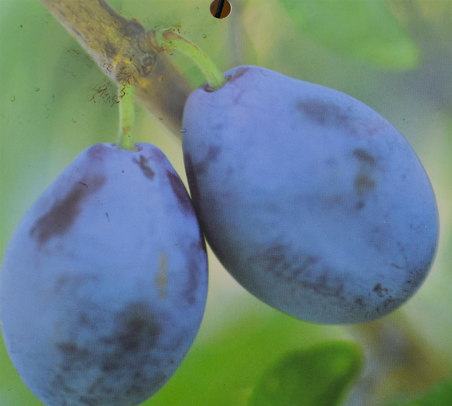 Damson Shropshire Prune on Myrobalan| Prunus insititia - Semi-Vigorous - 140-150cm - 12lt