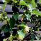 Apple tree 'King of the Pippins' | Malus Domestica - Semi Dwarfing - 170-180cm - 20lt