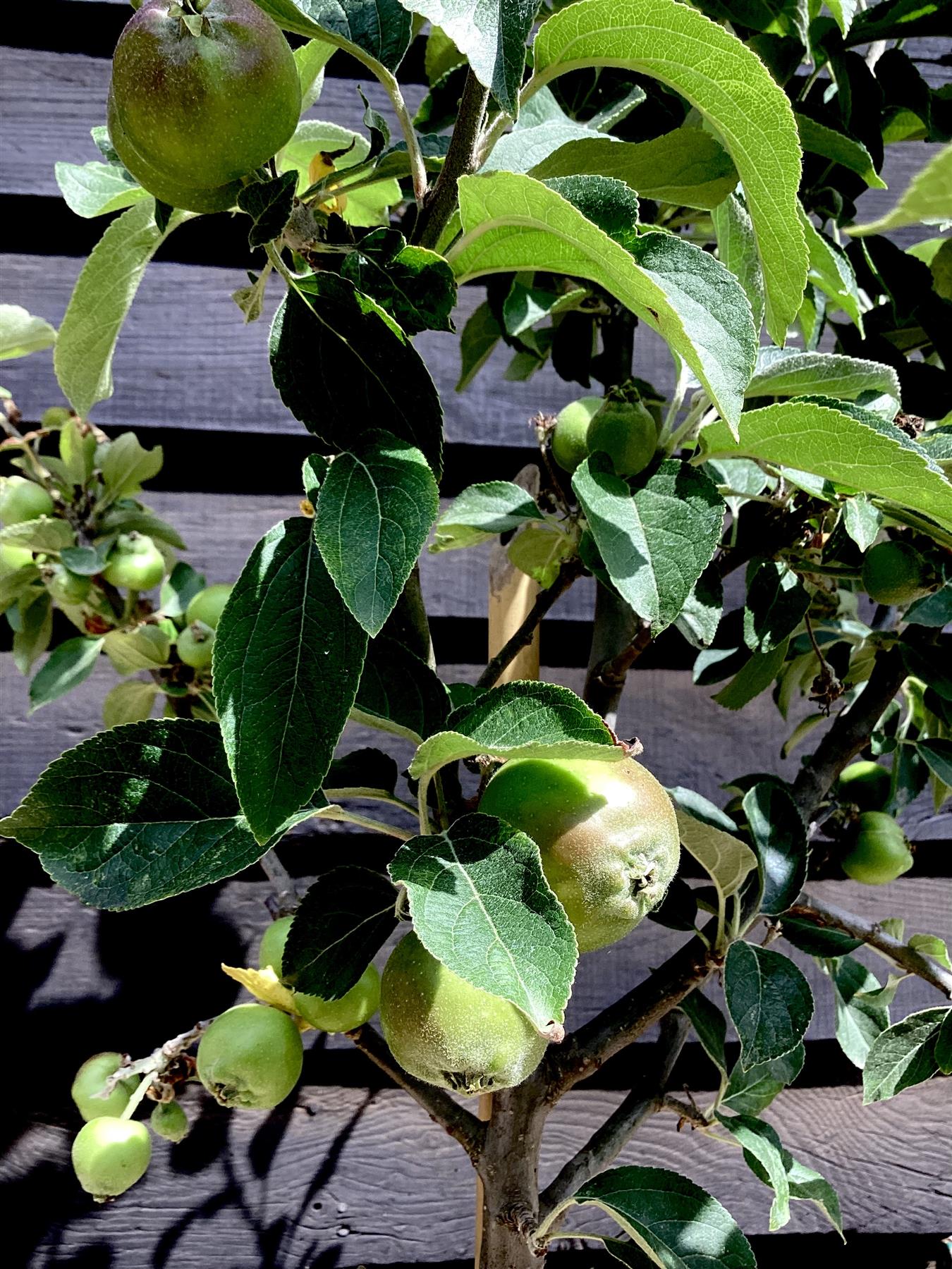 Apple tree 'King of the Pippins' | Malus Domestica - Semi Dwarfing - 170-180cm - 20lt