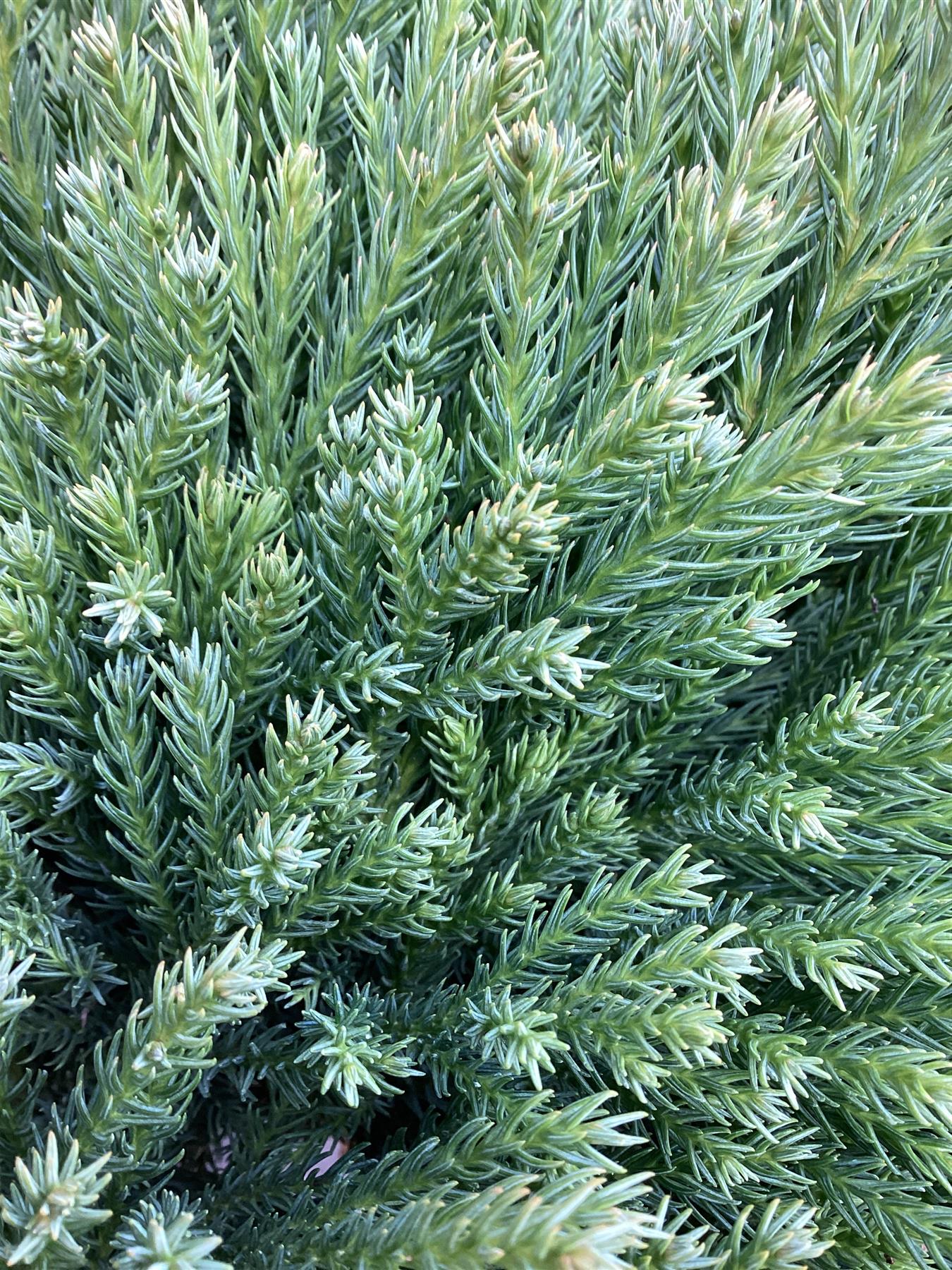 Cryptomeria japonica | Japanese Cedar - Half Standard - 145 cm