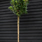 Arbutus unedo Tree |  Strawberry Tree - Standard - Girth 12-14cm - Height 330-350cm - 45lt