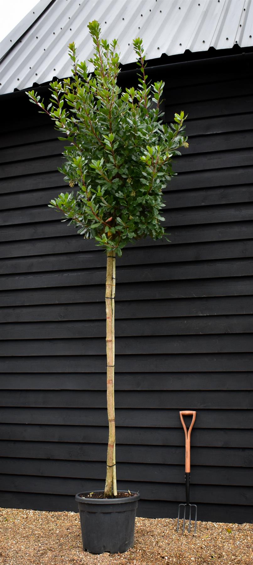 Arbutus unedo Tree |  Strawberry Tree - Standard - Girth 12-14cm - Height 330-350cm - 45lt