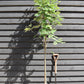 Sorbus aucuparia Cardinal Royal | Mountian Ash - 160-180cm - 12lt